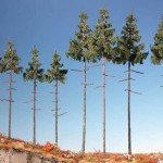 Mininatur Innenwaldfichte, bis zu knapp 30 cm hoch Mininatur Innenwaldfichte, bis zu knapp 30 cm hoch