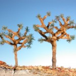 Wüstenbäume Joshua Tree von Silhouette