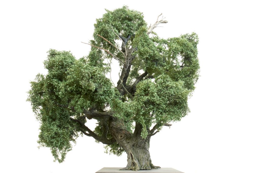 Silhouette halb abgestorbener Eichenbaum