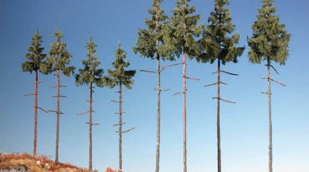 Mininatur Innenwaldfichte, bis zu knapp 30 cm hoch