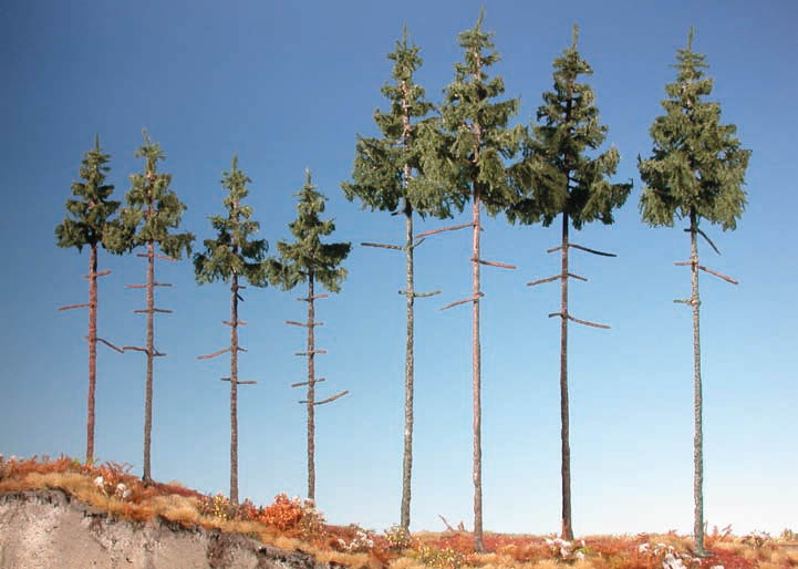 Mininatur Innenwaldfichte, bis zu knapp 30 cm hoch