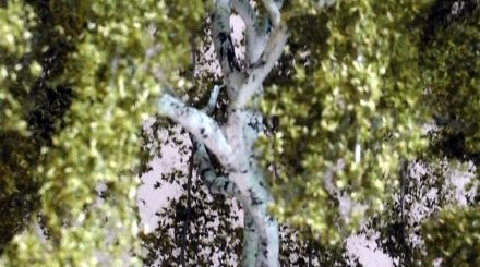 Birke von Budde Modellbäume